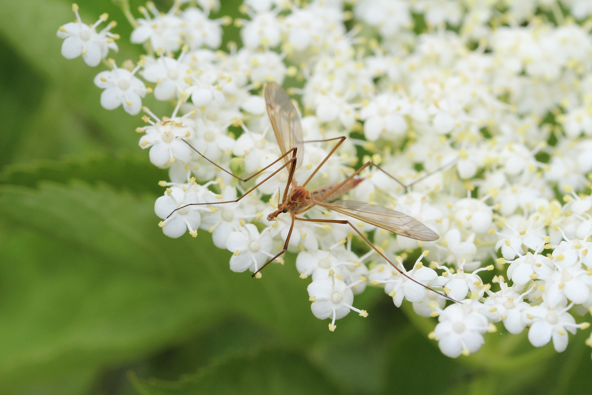 diy-mosquito-repellent-safer-ingredients