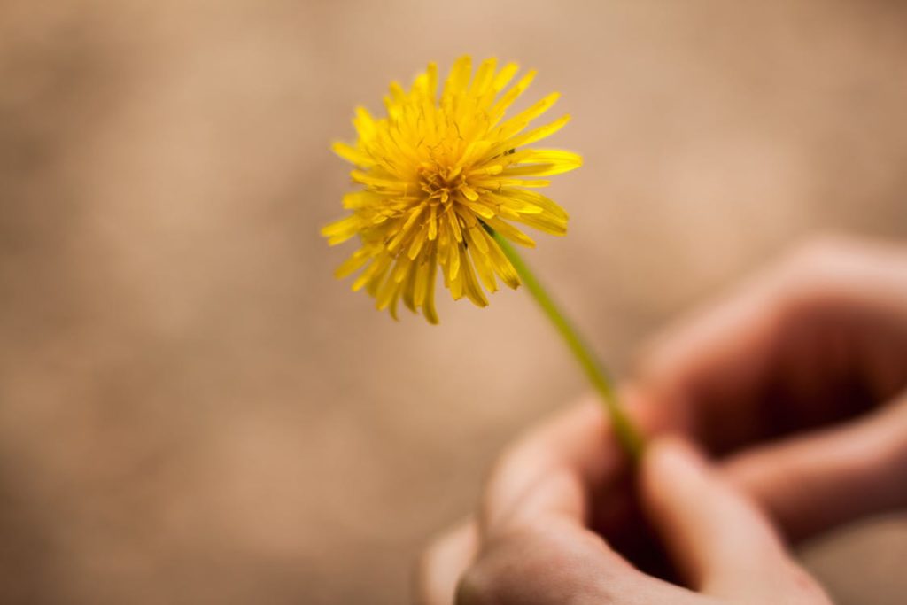 5 Things you may not know about Dandelions - Green Eyed Grace