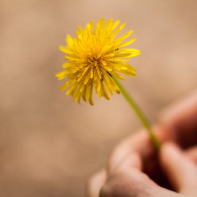 5 Things you may not know about Dandelions - Green Eyed Grace