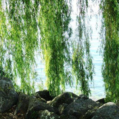 THE BENEFITS OF WHITE WILLOW BARK