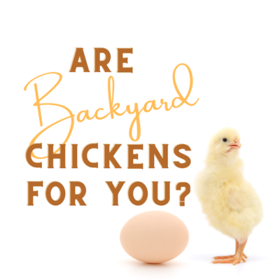 Should You Get Backyard Chickens?